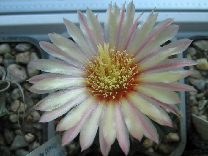 Astro.asterias hb.-floare