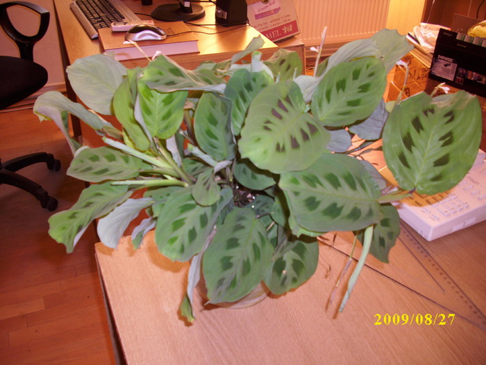 DSCI0499 - calathea-marantha