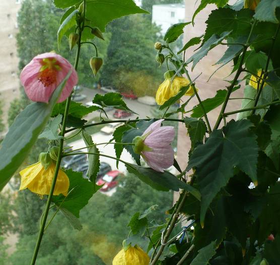 P1120780 - ABUTILONI