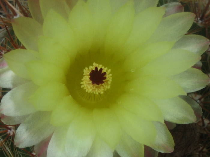 Notocactus schlosseri (Parodia erubescens) - iulie 2009 - Cactusi