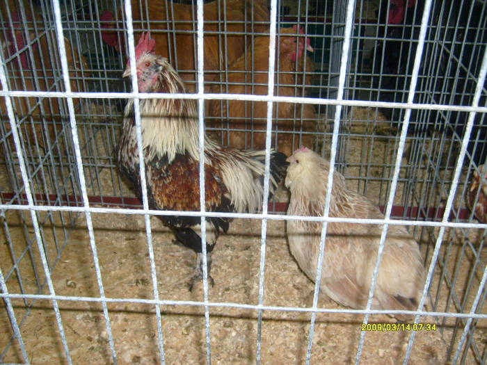 S6304031 - expozitie buzau