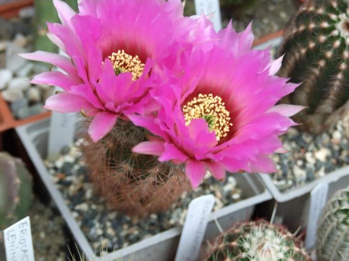 Echinocereus reichenbachii v. bayleii - floare