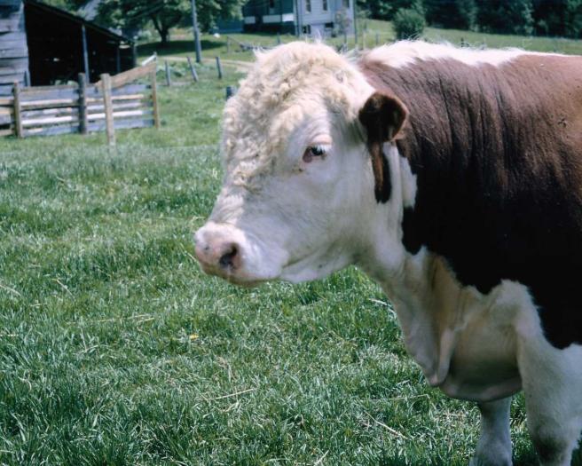 vaca hareford - Vaci de carne DANYJOJO