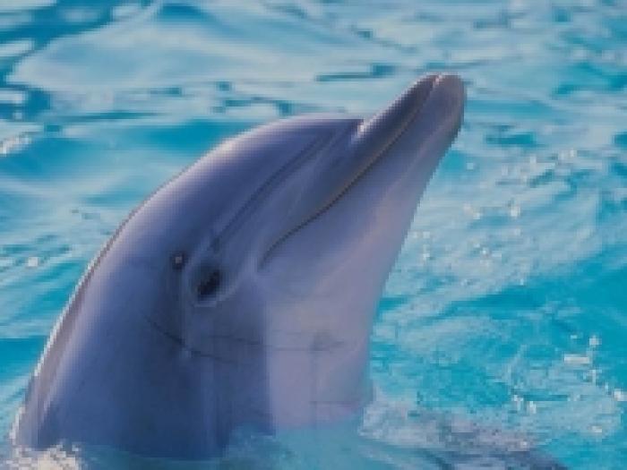 1024_-_Dolphin - delfini