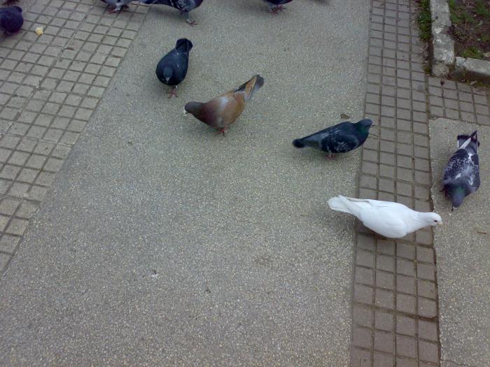 170220091801 - 18a Constanta 1