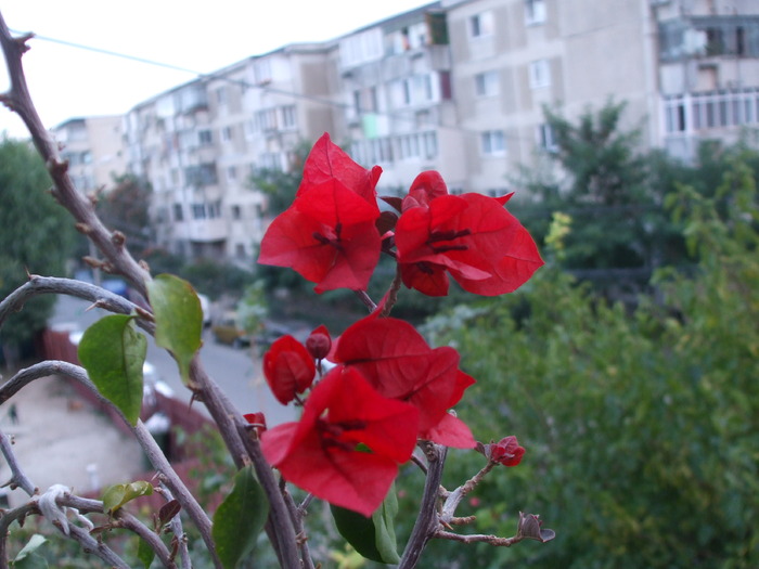 Picture 006 - bougainvillea