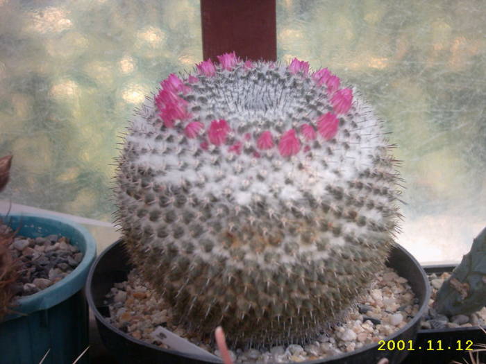 83-Mammillaria ? - cactusi