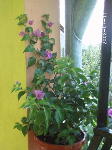 A inflorit iar - Bougainvillea