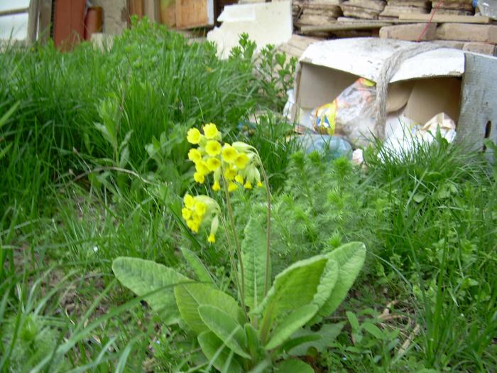 Ciubotica cucului - Flori TICAU