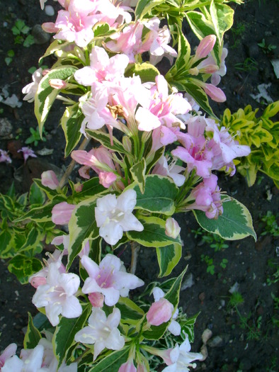 Weigela - Gradina de flori 2009