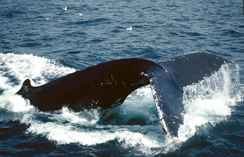 balene[2] - animale acvatice