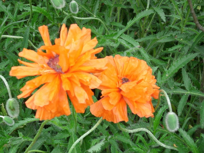 DSCI0156 - flori din gradina mea