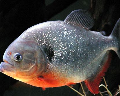 Piranha%201