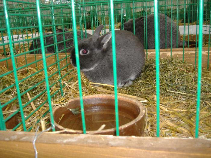 Nitra 06.12.2008 102 - EPOZITIE  NITRA SLOVACIA 2008       -6 DECEMBRIE