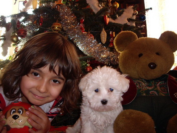 Bichon Maltese - animalele si copii mei