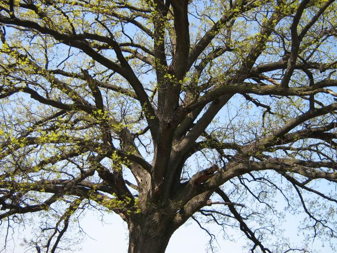 Stejarul de la Cernica - 2007 Paste