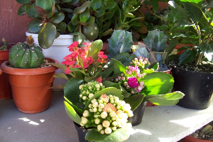 kalanchoe, euphorbia si cactusi - Suculente