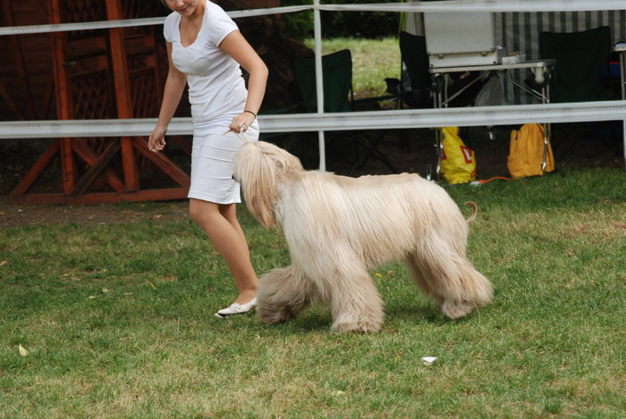 DSC_0107 - Concurs international de frumustete canina 2009 TgMures