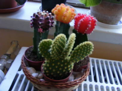Cactusi - flori si animale 2009