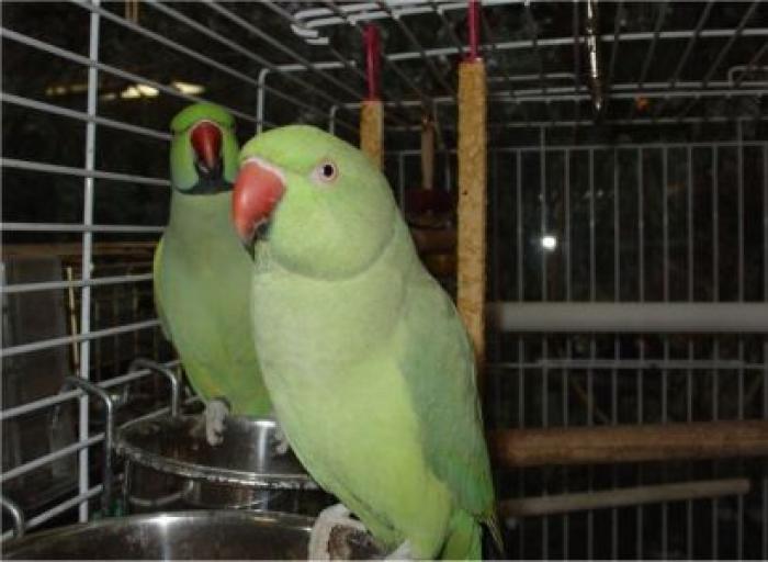 12gfru781 - papagali colorati