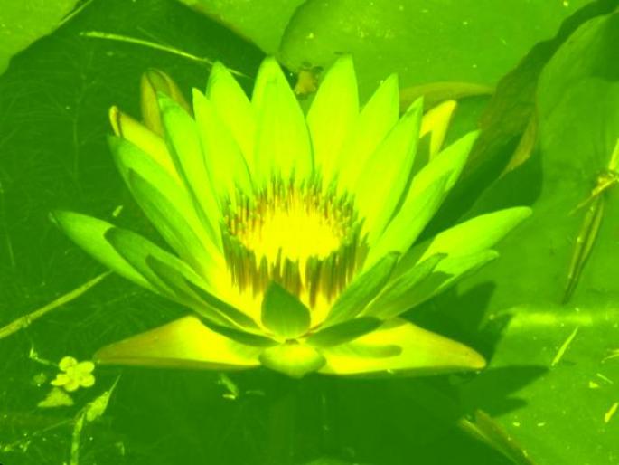 ai132386n440460 - animale si flori