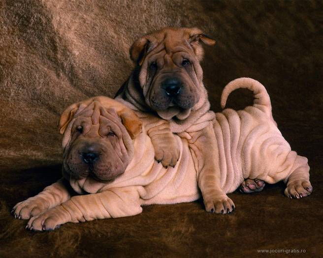 dogss  shar-pei-puppies_ 14