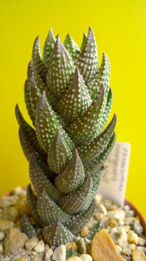 Haworthia coarctata v. calwinii