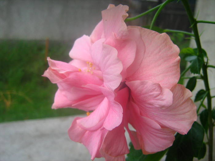 Picture 130 - hibiscusi