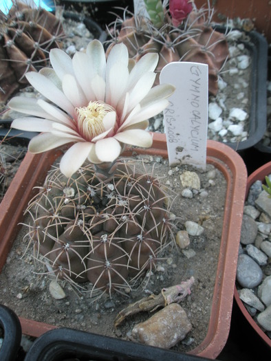 Gymnocalycium - 15.08 - Gymnocalycium