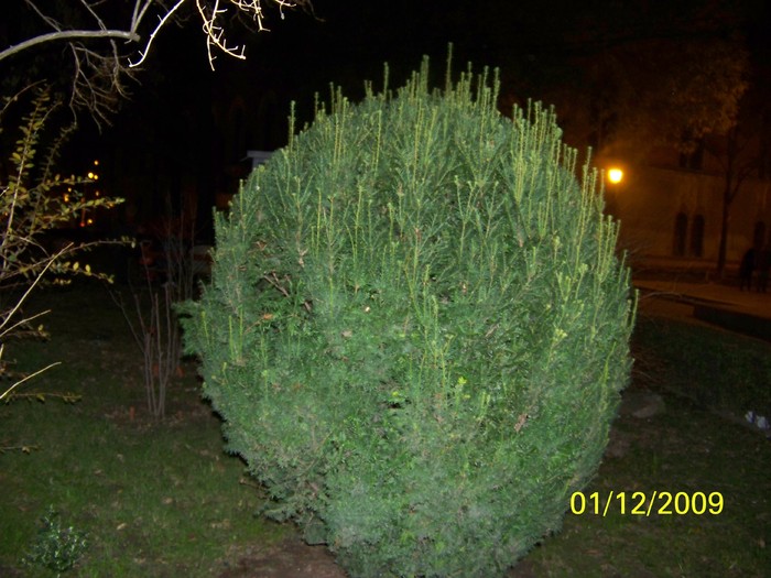 100_6118 - 1 Decembrie Timisoara