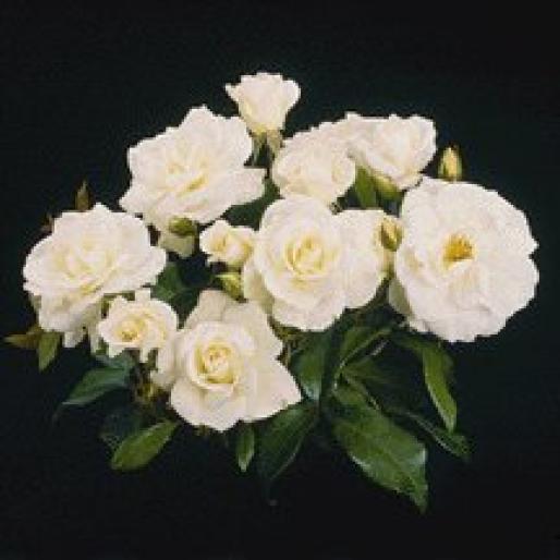 ROSE143 - Trandafiri