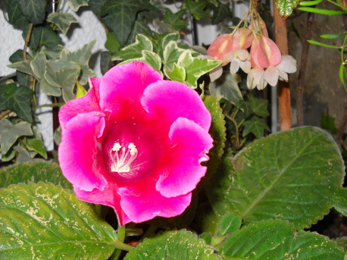 12.08.2009 - Gloxinia