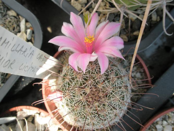 Mammillaria capensis
