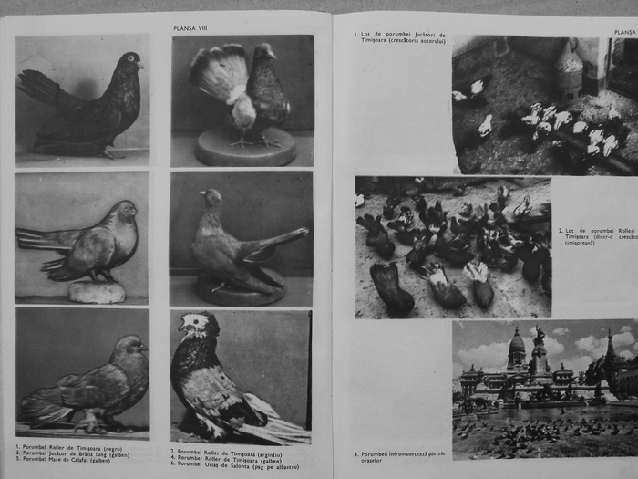 rasele de porumbei din romania -bonatiu 068 - Carti despre Porumbei - - Books about Pigeons