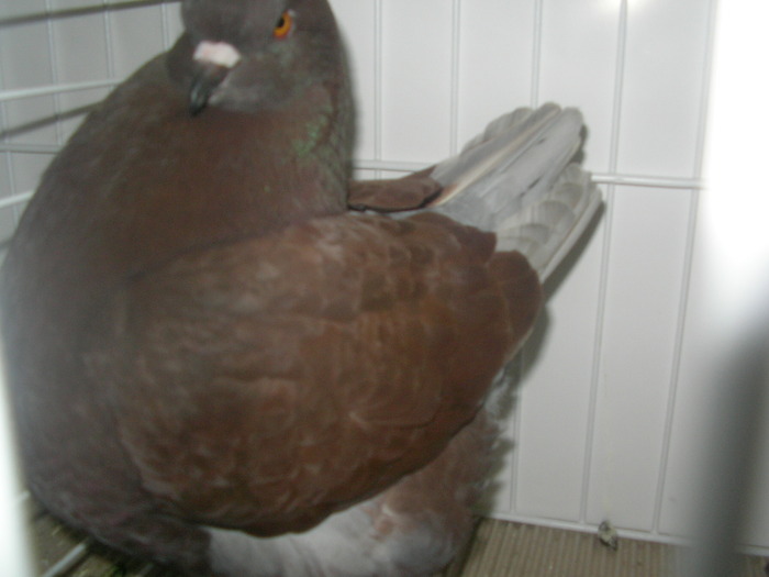 SANY0236 - poze expo 2009