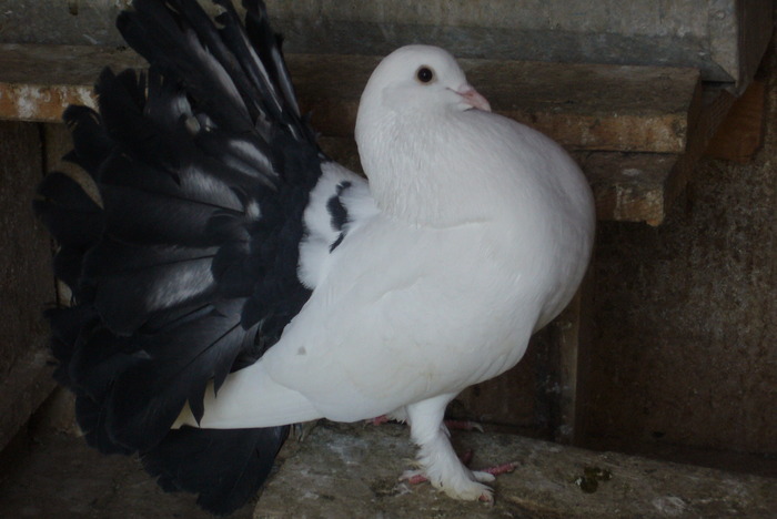 mascota echipei; mascota echipei
