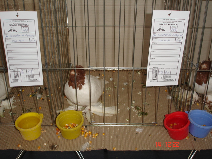  - EXPO TIMISOARA NOIEMBRIE 2009