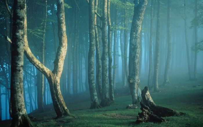 Irati-Forest-Navarre-Spain
