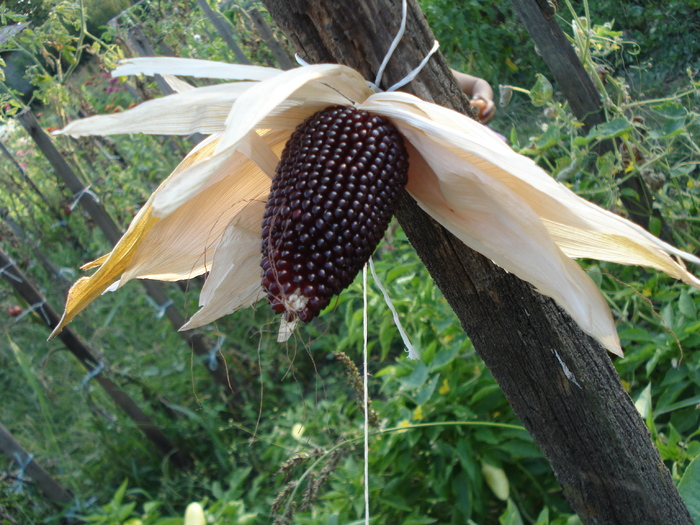 porumb decorativ