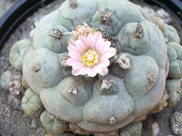 Lophophora williamsii v. caespitosa - Lophophora