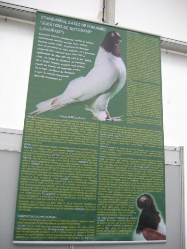 Bannerul cu Standardul rasei Juc. de Botosani; A fost prezentat pt prima data in cadrul Expo. Nationala Cj 07.
