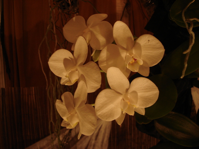DSC01051
