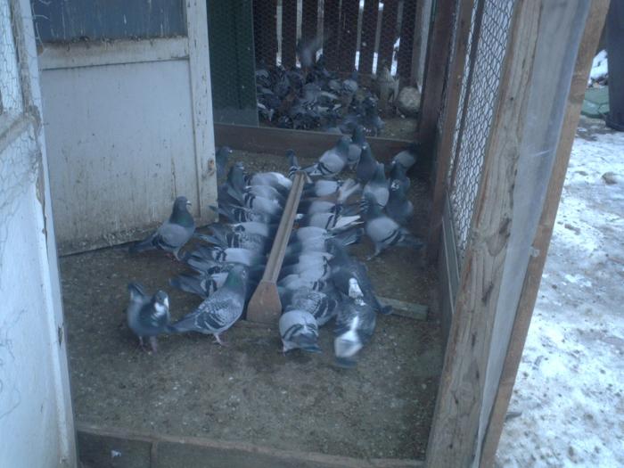 Picture 044 - Porumbei din crescatoria mea