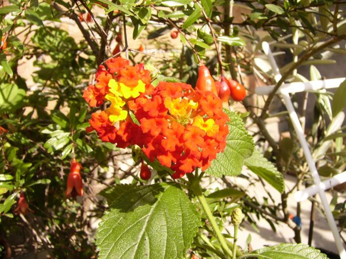 Lantana camara