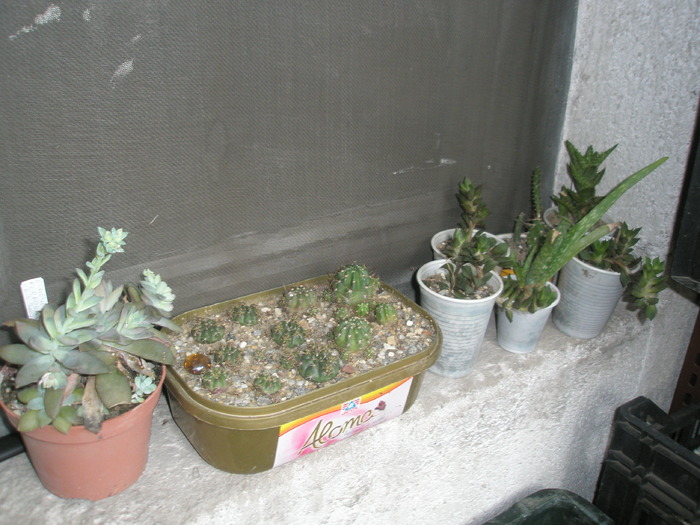 alt pervaz - cactusi la iernat 2009-2010