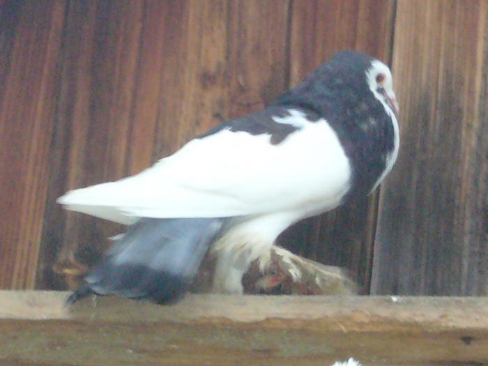 Picture 027 - gusati cehi