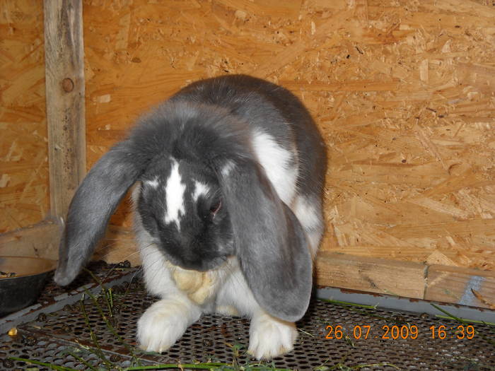 DSCN0290; Berbec urias F - 6 luni
