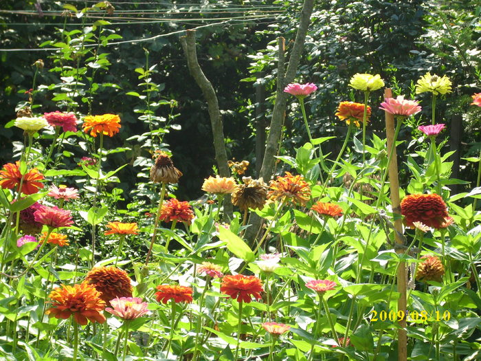 DSCI0946 - carciumarese-zinnia