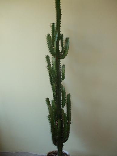 euphorbia trigona; cactus trigona
