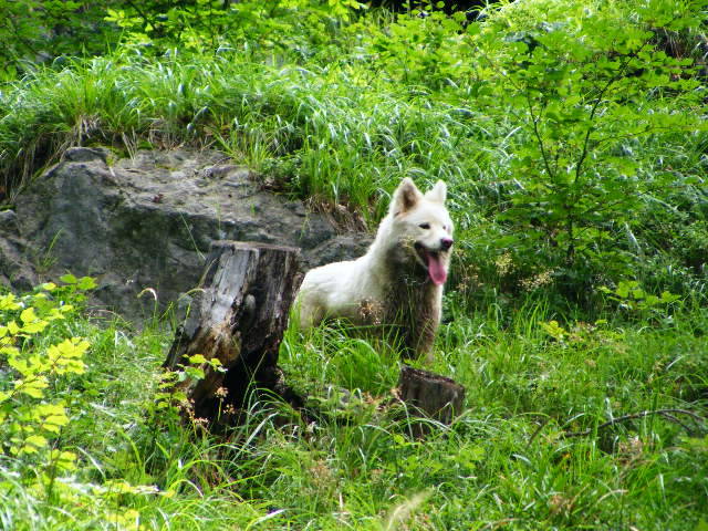 DSCF2986 - Suior Poiana Mlejnita Varful Secatura Creasta Cocosului  din Muntii Guta